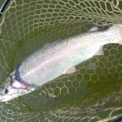 大安トラウトレイク 釣果